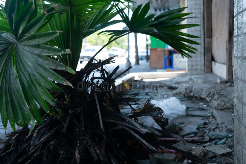 El árbol está muriendo de la construcción imagen de archivo libre de regalías El árbol está muriendo de la construcción imagen de archivo libre de regalías