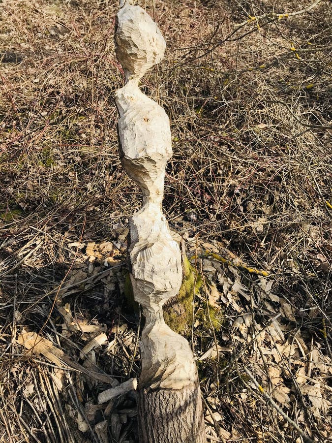El árbol moreno castor parece una escultura artística