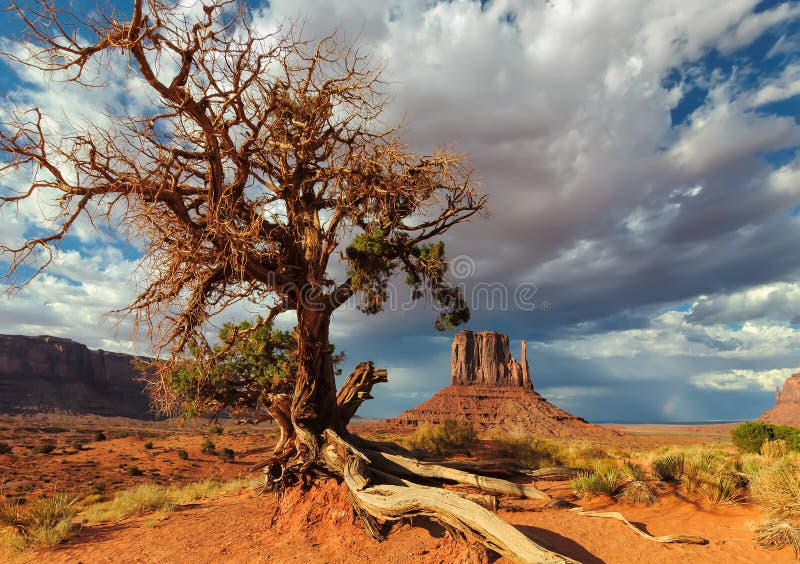 El árbol solo lucha para la vida en el desierto fotos de archivo