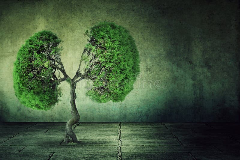 El árbol verde formó como los pulmones humanos que crecían de piso concreto imágenes de archivo libres de regalías El árbol verde formó como los pulmones humanos que crecían de piso concreto imágenes de archivo libres de regalías