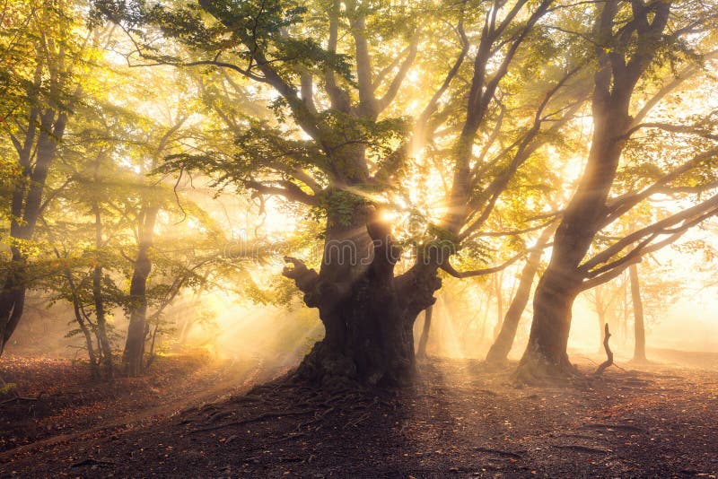 Magical old tree with sun rays in the morning. Forest in fog. Colorful landscape with foggy forest, gold sunlight, green leaves at beautiful sunrise. Fairy forest in autumn. Fall woods. Enchanted tree. Magical old tree with sun rays in the morning. Forest in fog. Colorful landscape with foggy forest, gold sunlight, green leaves at beautiful sunrise. Fairy forest in autumn. Fall woods. Enchanted tree