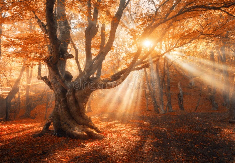 El árbol viejo mágico con el sol irradia por la mañana fotografía de archivo