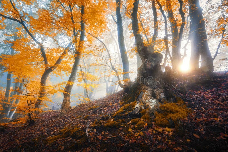 Magical old tree with sun rays in the morning. Amazing forest in fog. Colorful landscape with foggy forest, gold sunlight, orange foliage at sunrise. Fairy forest in autumn. Fall woods. Enchanted tree. Magical old tree with sun rays in the morning. Amazing forest in fog. Colorful landscape with foggy forest, gold sunlight, orange foliage at sunrise. Fairy forest in autumn. Fall woods. Enchanted tree