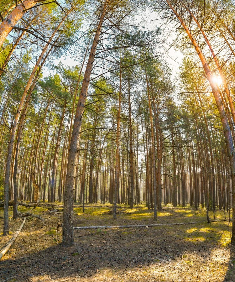 Primavera Sun Que Brilla A Trav?s Del Toldo Del Bosque De