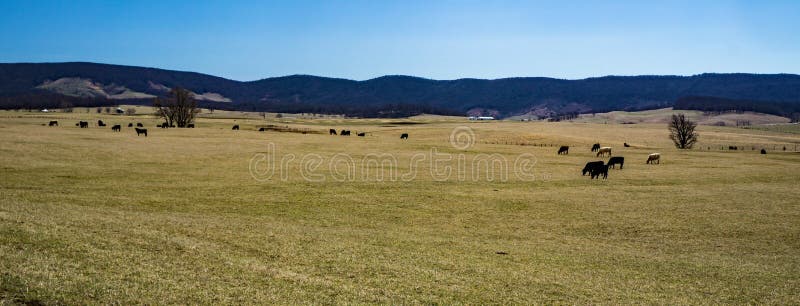 El â€ de la granja de ganado “Burkes el jardín, Virginia, los E.E.U.U.