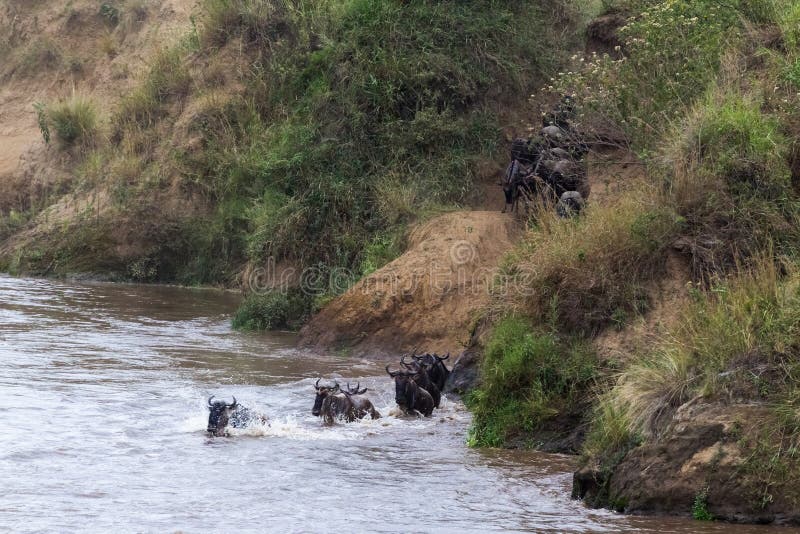 El ñu está saltando del banco escarpado al río Gran migración en Kenia Masai Mara, África fotografía de archivo El ñu está saltando del banco escarpado al río Gran migración en Kenia Masai Mara, África fotografía de archivo