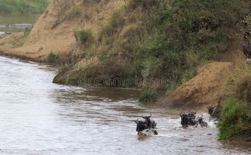 El ñu está saltando del banco escarpado al río Kenia, África imagen de archivo libre de regalías El ñu está saltando del banco escarpado al río Kenia, África imagen de archivo libre de regalías