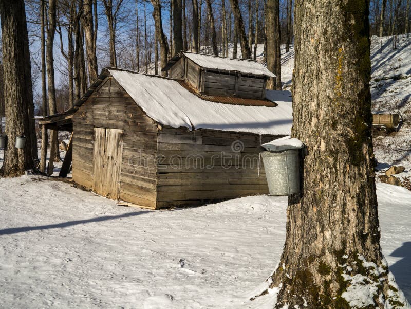 Late winter is maple sugaring time in Vermont, sugar maples are tapped with spouts when the sap starts to rise up the tree and collected in galvanized pails. The sap is heated and evaporated in the wood fired sugar house. Stowe, Vermont. Late winter is maple sugaring time in Vermont, sugar maples are tapped with spouts when the sap starts to rise up the tree and collected in galvanized pails. The sap is heated and evaporated in the wood fired sugar house. Stowe, Vermont.