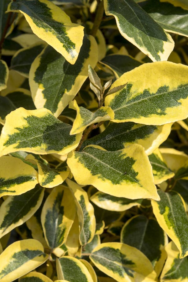 Ebbings silverberry stock photo. Image of outdoors, elaeagnus 172920966