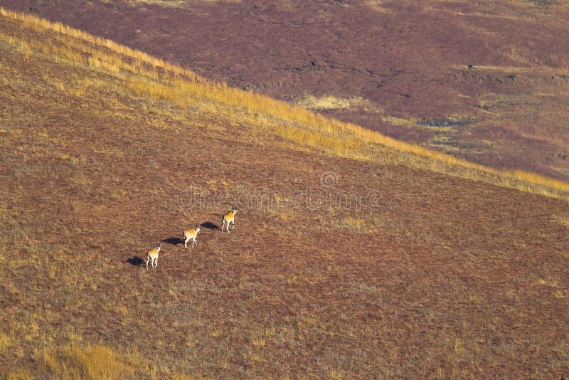Eland som går över berggrässlätt arkivfoton Eland som går över berggrässlätt arkivfoton