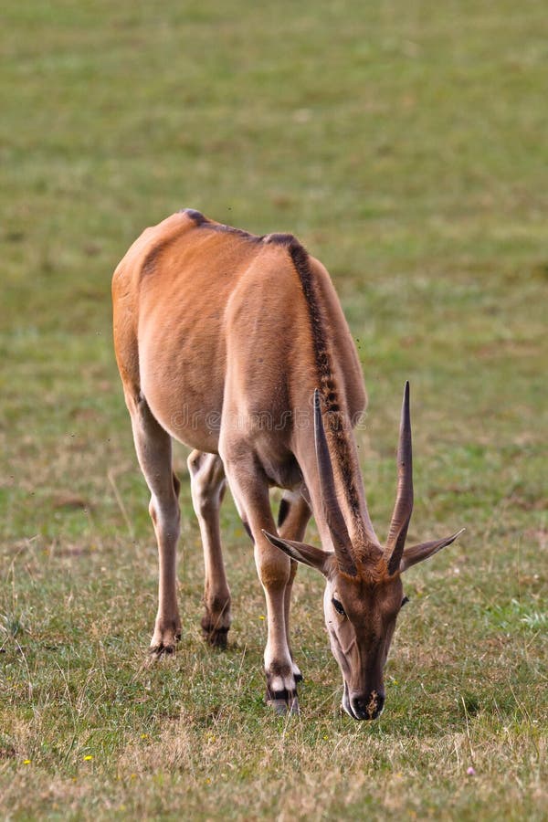 Eland, taurotragus oryx stock photo