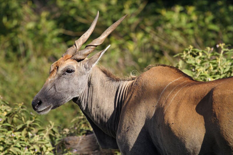 Eland the World S Largest Antelope Stock Photo Image of arusha