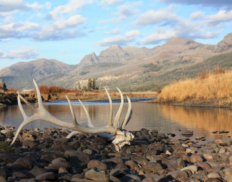 Elk antlers in the slough creek backcountry - yellowstone np, wyoming. Elk antlers in the slough creek backcountry - yellowstone np, wyoming