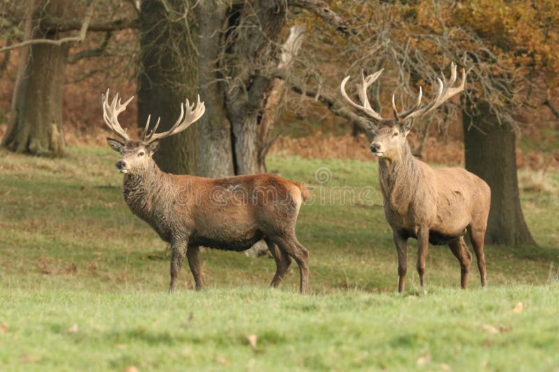 Elaphus de Cervus de deux cerfs communs rouges au bord d'un champ pendant le rut photo libre de droits Elaphus de Cervus de deux cerfs communs rouges au bord d'un champ pendant le rut photo libre de droits