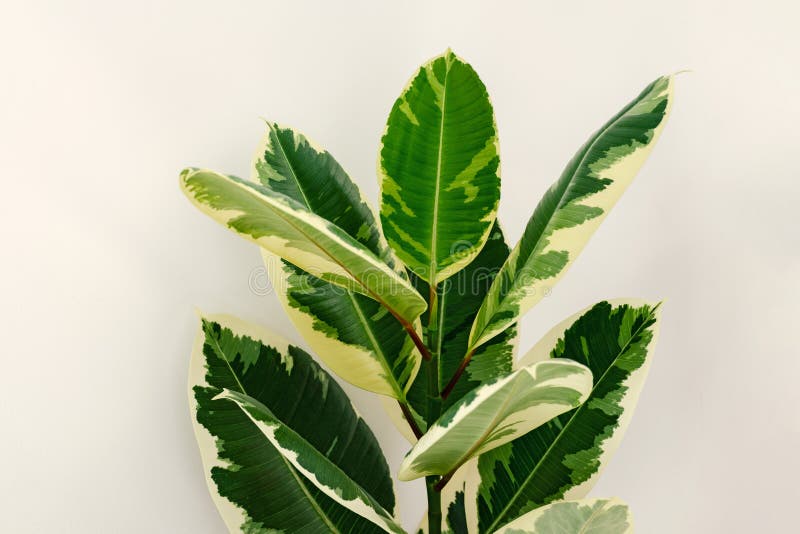 Elastica Variegated do ficus imagem de stock Elastica Variegated do ficus imagem de stock