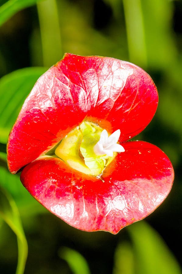 Close up of Hookerâ€™s Lips Psychotria elata. This plant is most recognized for its pair of bright red lip-shaped bracts surrounding small, white, tubular flowers. Close up of Hookerâ€™s Lips Psychotria elata. This plant is most recognized for its pair of bright red lip-shaped bracts surrounding small, white, tubular flowers.