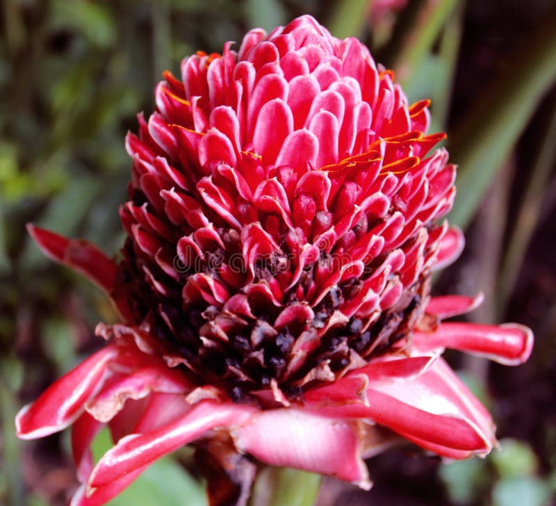 Torch Ginger С†РІРµС‚РѕРє