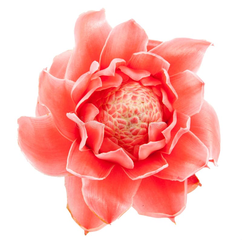 Torch Ginger С†РІРµС‚РѕРє