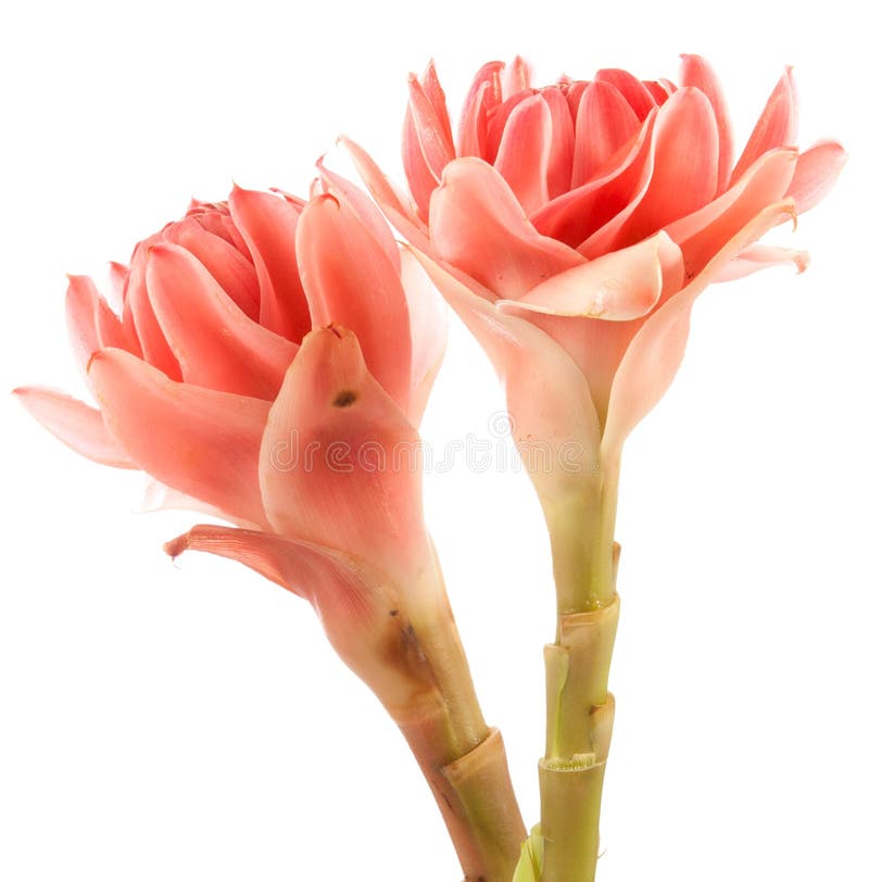 Torch Ginger С†РІРµС‚РѕРє
