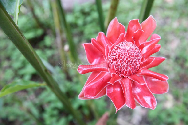 Elatior Etlingera стоковое изображение rf Elatior Etlingera стоковое изображение rf