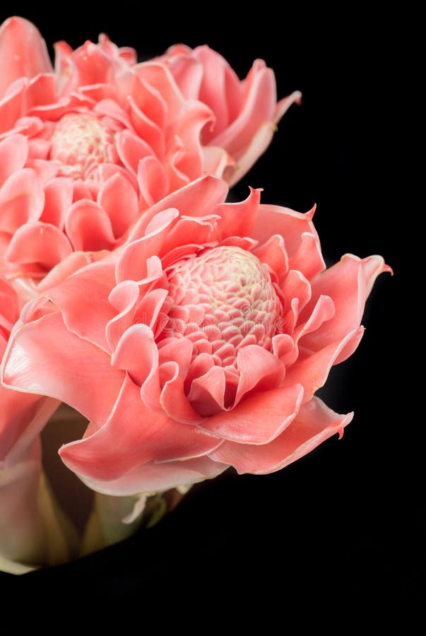 Elatior för etlingera för blomma för Closeuprosa färgfackla ljust rödbrun arkivbild