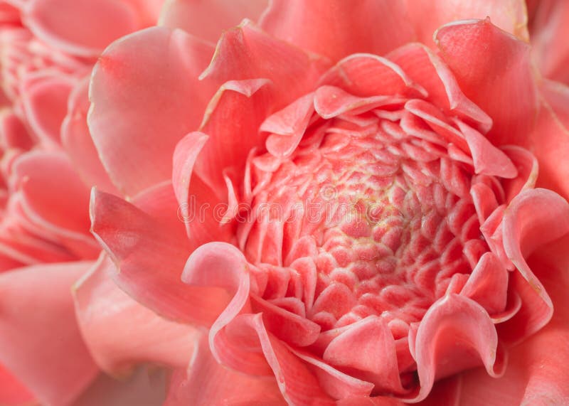 Elatior för etlingera för blomma för Closeuprosa färgfackla ljust rödbrun royaltyfri bild