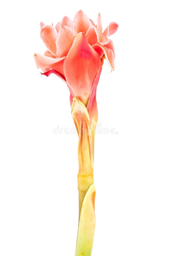 Elatior för etlingera för blomma för Closeuprosa färgfackla ljust rödbrun fotografering för bildbyråer