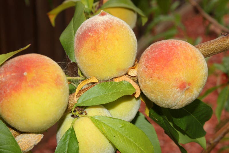 Elberta Yellow Peach, Prunus Persica ‘Elberta ‘