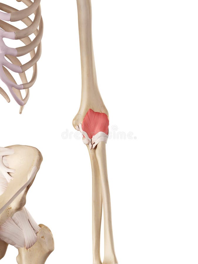 The elbow capsule royalty free illustration