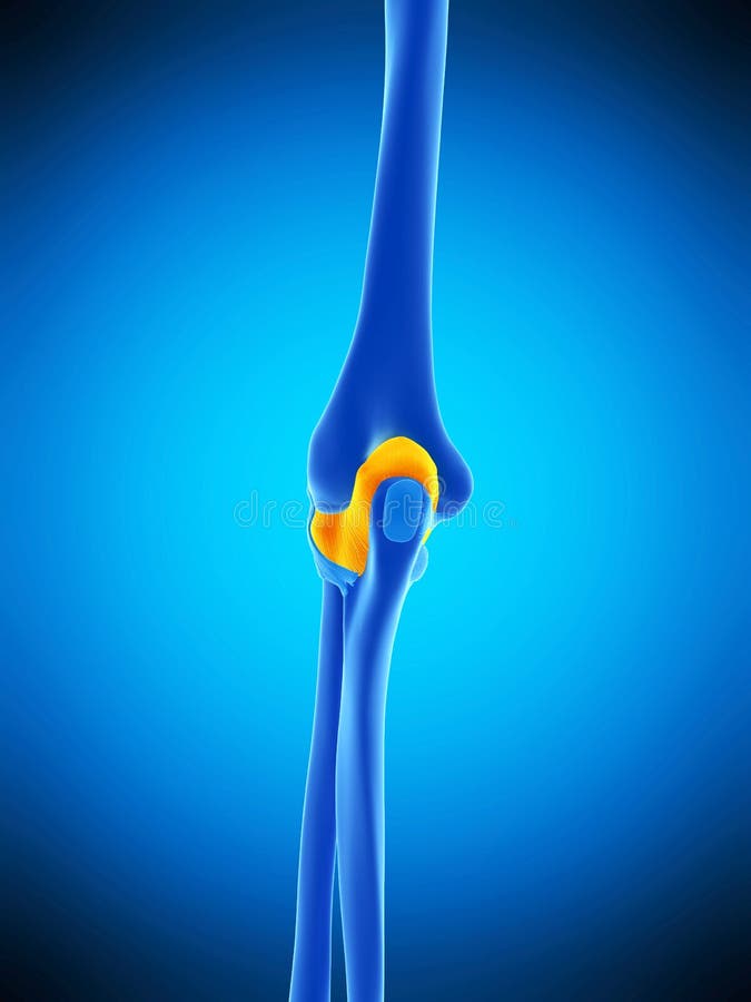 The elbow capsule stock illustration