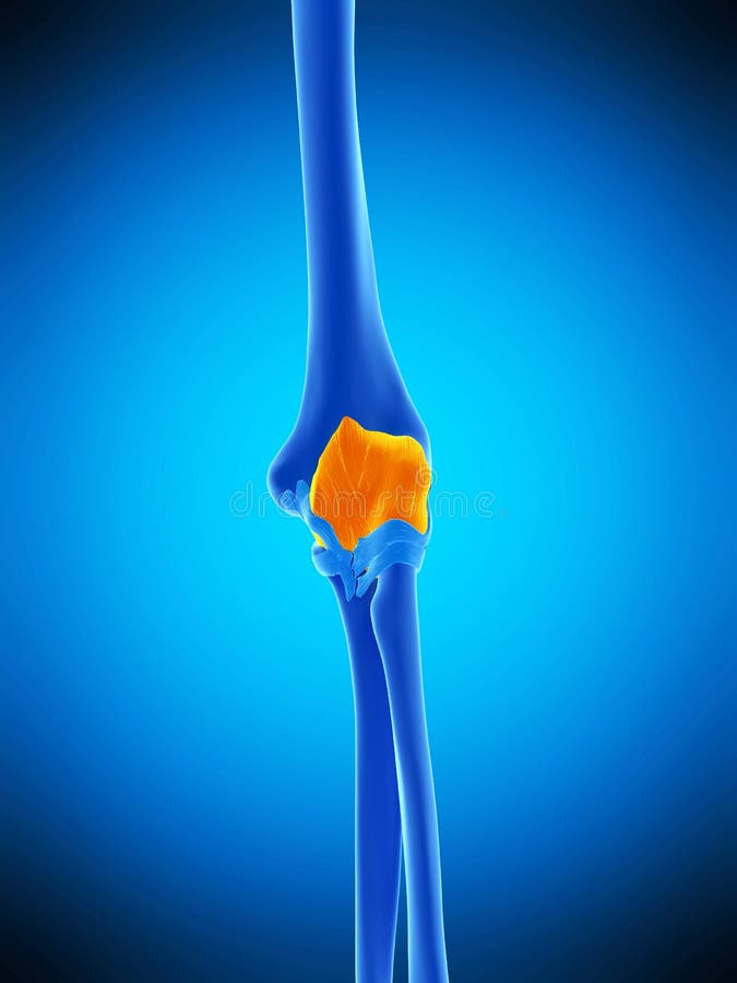 The elbow casule vector illustration