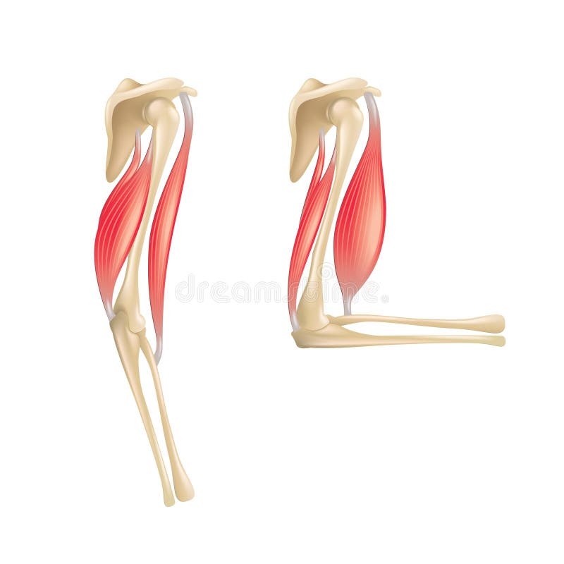 Biceps and Triceps Muscles. Extension and Flexion Stock Illustration -  Illustration of biology, bone: 229972022