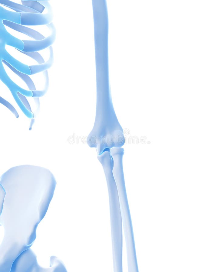 The elbow joint stock illustration