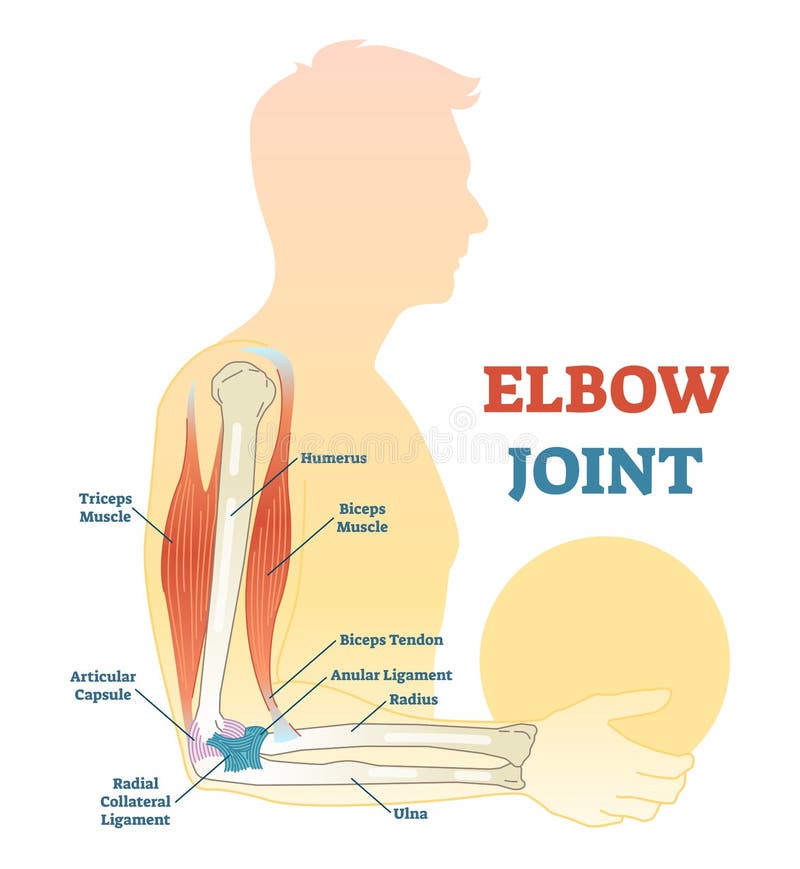 Biceps Triceps Movement Arm Stock Illustrations – 86 Biceps Triceps  Movement Arm Stock Illustrations, Vectors & Clipart - Dreamstime