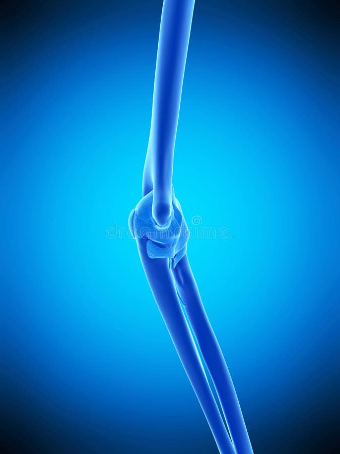 The elbow royalty free illustration