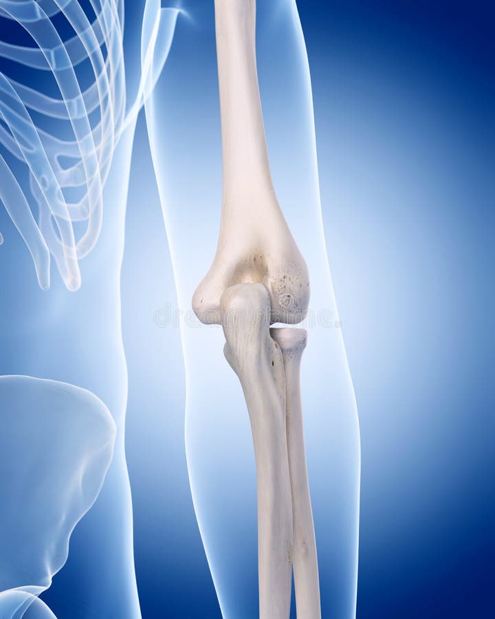 The elbow vector illustration