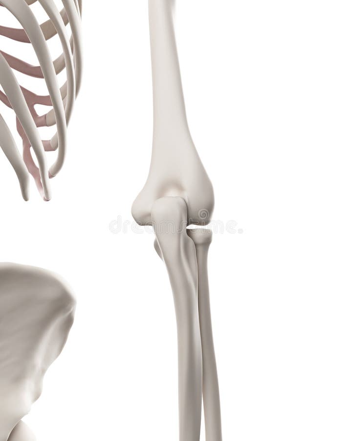 The elbow vector illustration