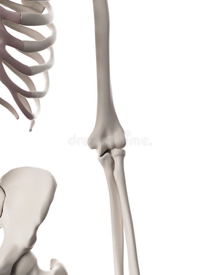 The elbow stock illustration
