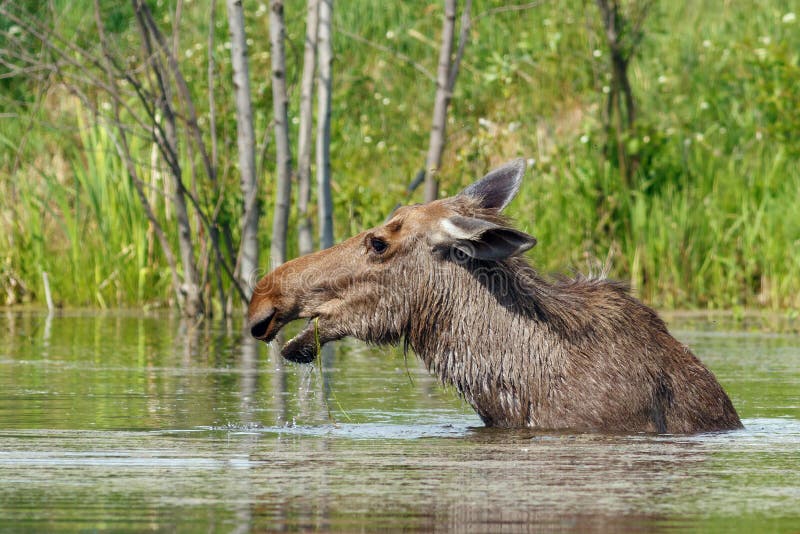 Elche im See (Alces Alces) stockbild. Bild von wildnis 61271713