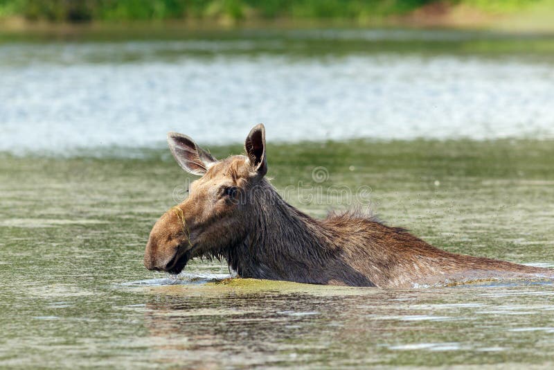 Elche im See (Alces Alces) stockbild. Bild von wildnis 61271713