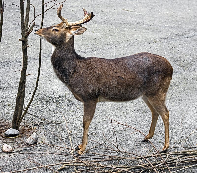 Eld`s deer male 1 stock image. Image of view, population - 108436115