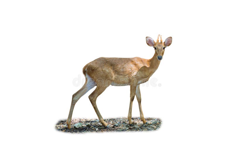 Eld`s Deer or Rucervus eldii siamensis  or Thai Brow-antlered Deer on white background ,Animal conservation and protecting