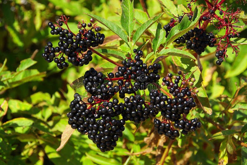 Sambuco nero frutti di bosco in estate.