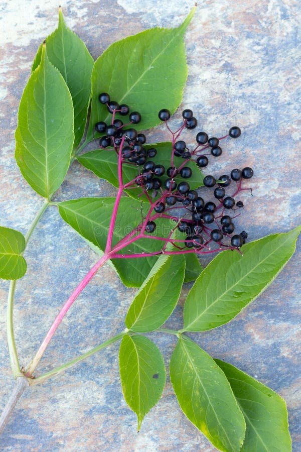 Elderberries stock photo. Image of leaves, yellow, shiny 21581508
