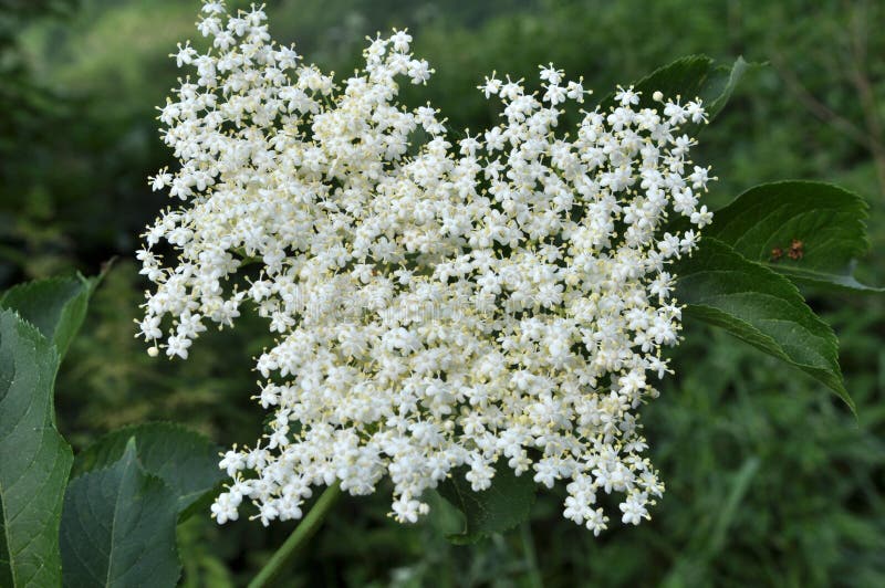 Elderberry Blooms in Nature Stock Photo Image of blooming, elderberry
