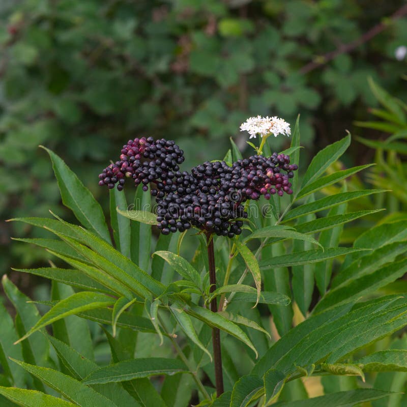 Elderberry Bush Stock Photos Download 2,463 Royalty Free Photos