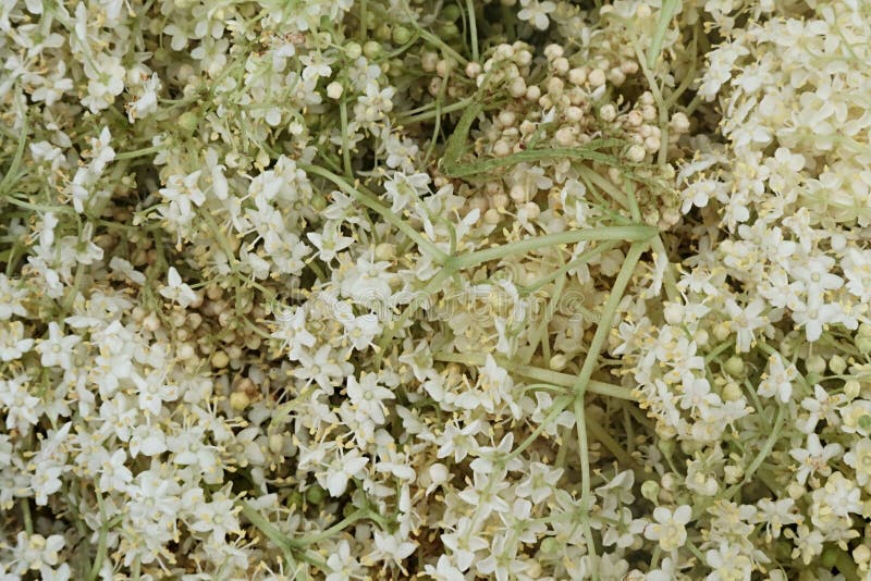Elderberry flower texture, latin name Sambucus Nigra, picked during late spring season for preparing of herbal tea. royalty free stock images