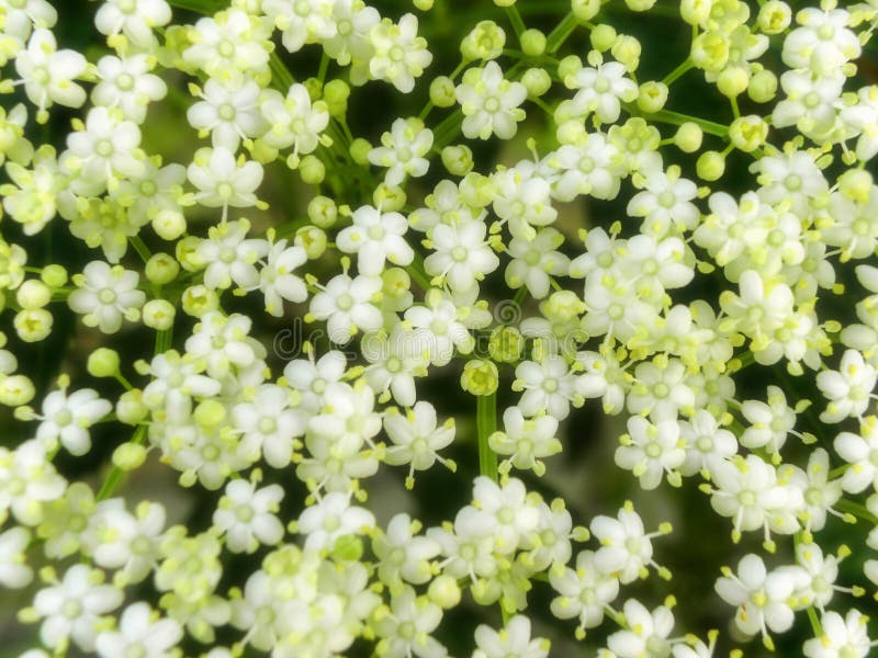 Elderberry flowers stock image. Image of berry, umbel 46052151
