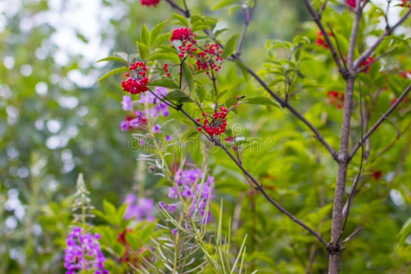 Elderberry. Red Berry Growing Stock Image Image of sambucus, shrub