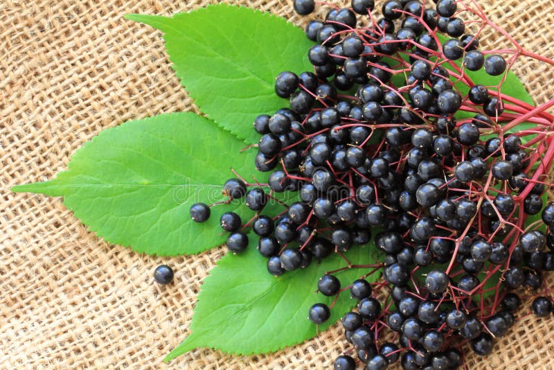 Elderberry (Sambucus Berries)